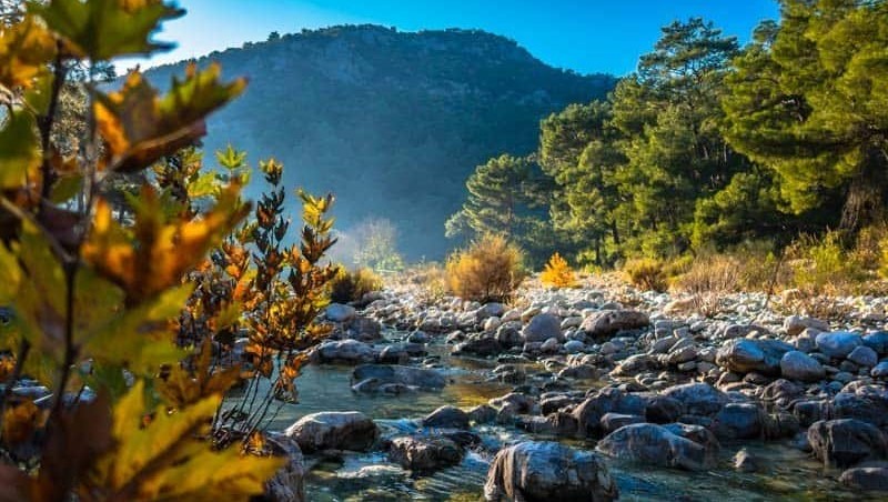 Turkey's Commitment to Forest Conservation